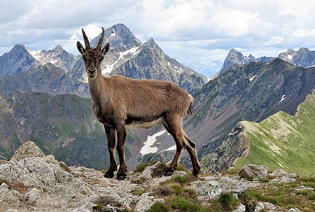 Anello Corno Stella e i suoi laghi da Foppolo, solo, in compagnia degli stambecchi il 7 luglio 2018 - FOTOGALLRY